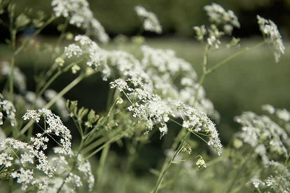 queen-annes-lace-6394838_1280.jpg