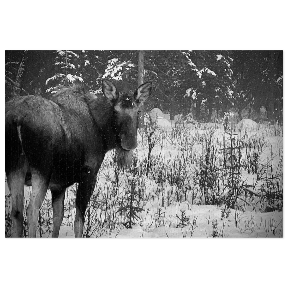 Moosin around in Alaska (1000-Piece)