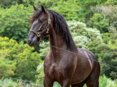 lyric-dressage-lusitano-legendario-5.jpeg