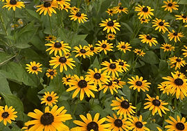 pick your own seasonal blooms - Frederick Flower Farm - Wedding Florist and U-Pick Flower Farm in Frederick, MD