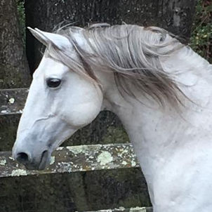 Barock Lusitano horses for sale copy.jpeg