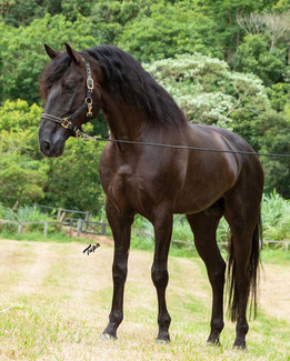 lyric-dressage-lusitano-legendario-8.jpeg