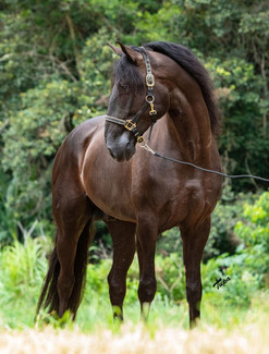 lyric-dressage-lusitano-legendario-3.jpeg