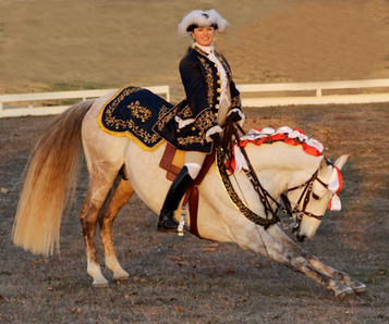 allison-mathy-lusitanos-for-sale.jpeg
