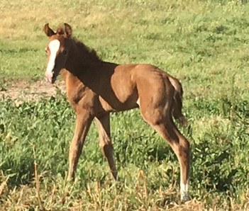 lyric_dressage_lusitano_vaquarius_offspring.jpeg