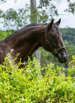 lyric-dressage-lusitano-legendario9.jpeg