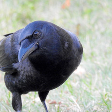 New England Crow by Sara Webley