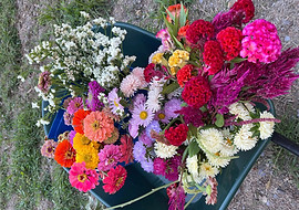 pick your own seasonal blooms - Frederick Flower Farm - Wedding Florist and U-Pick Flower Farm in Frederick, MD