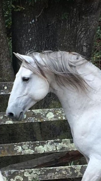 lyric_dressage_lusitano_vaquarius.jpeg