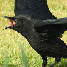 Baby Crow Begging by Sara Webley