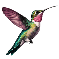 Logo BirdsMedia Agentur