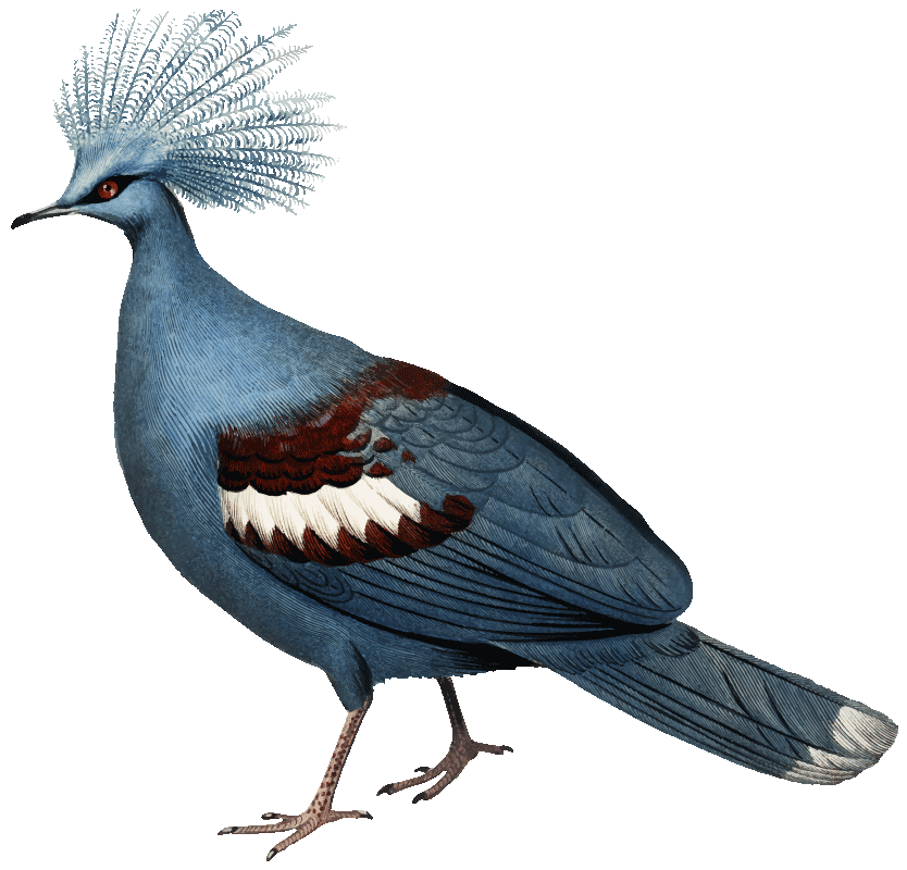 Blaubrust Krontaube