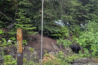 Black bears along railway tracks are attracted to spilled grain and berries