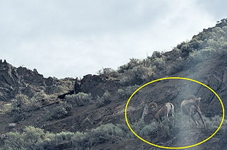 Goats spotted from the train (marked with a yellow circle); eagles and bears were also seen along the route.