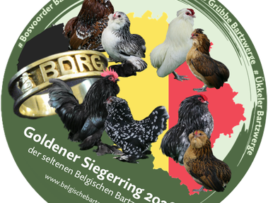 Goldener Siegerring - der seltenen Belgischen Bartzwerge