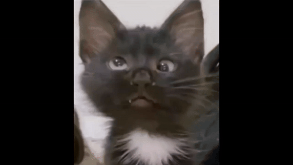Ahhh Cat