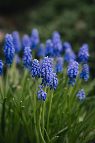 miezekieze-flowers.jpg