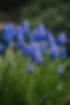 miezekieze-flowers.jpg