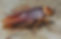 pest-identification-american-cockroach-3.v2.jpg