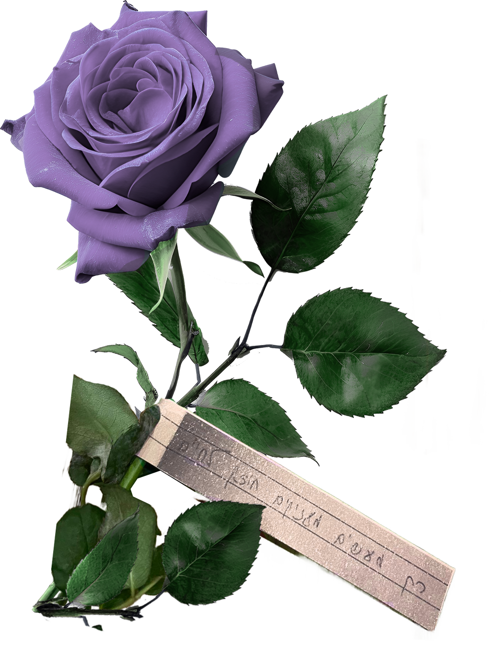 rose2.png