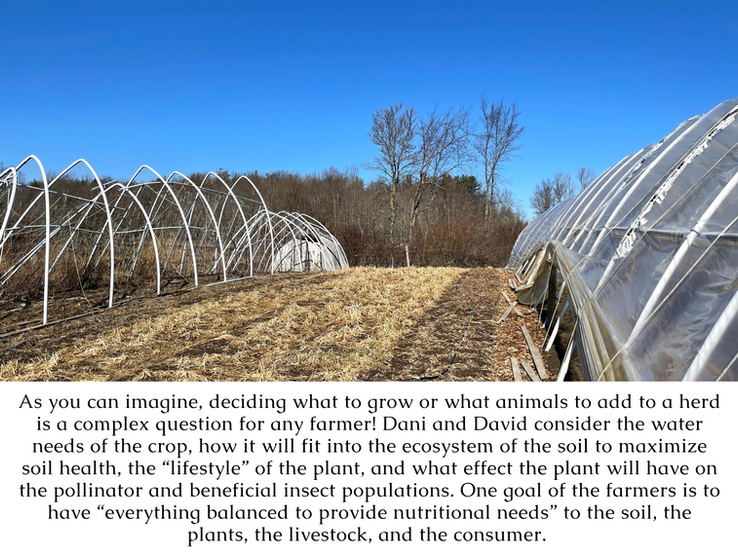 As you can imagine, deciding what to grow or what animals to add to a herd is a complex question for any farmer! Dani and David consider the water needs of the crop, how it will fit into the ecosystem of the soil to maximize soil health, the “lifestyle” of the plant, and what effect the plant will have on the pollinator and beneficial insect populations. One goal of the farmers is to have “everything balanced to provide nutritional needs” to the soil, the plants, the livestock, and the consumer. 