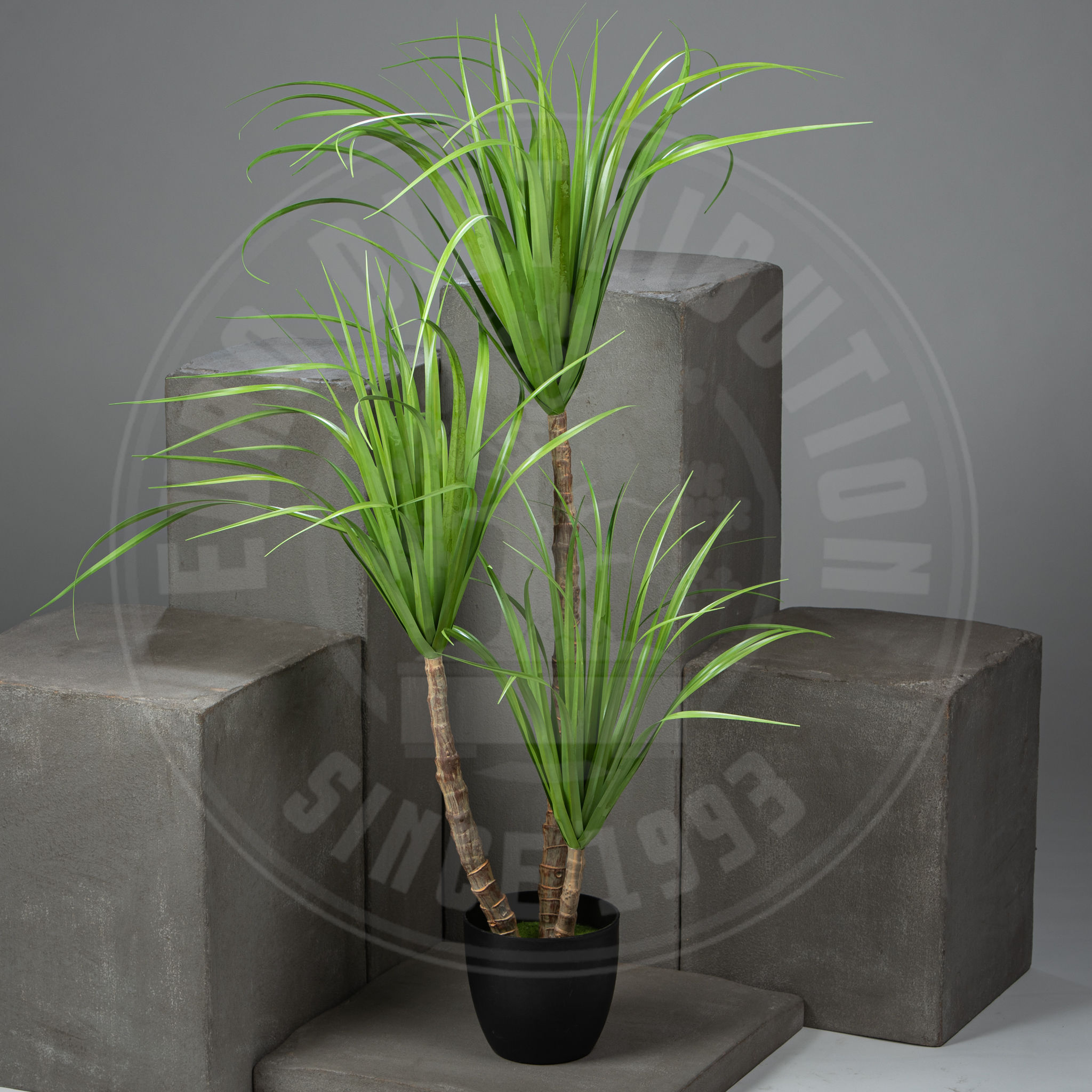 Dracaena 3 troncs