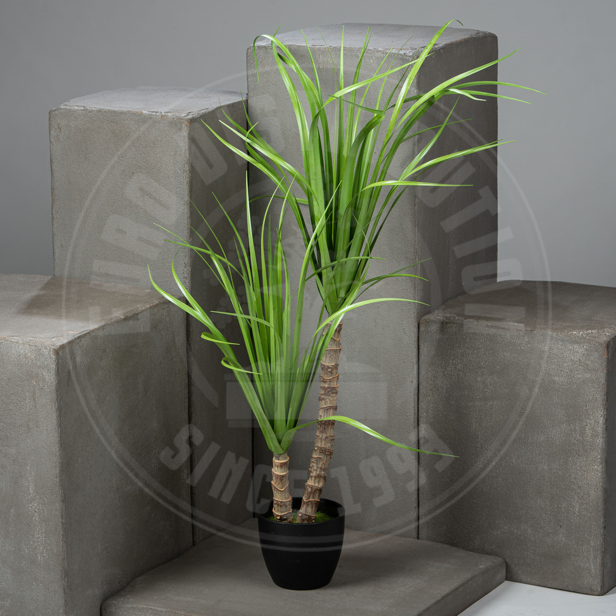 Dracaena 2 troncs
