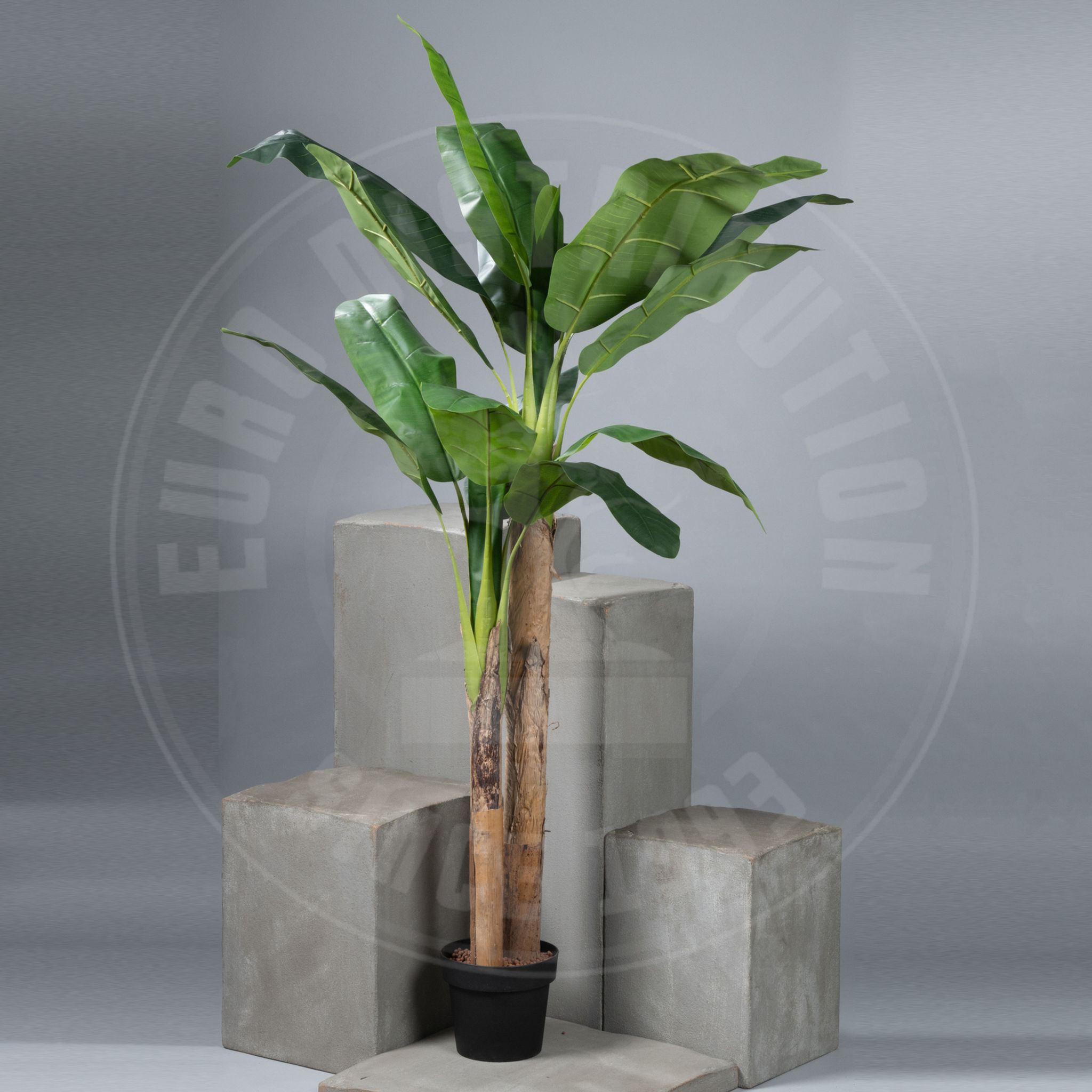 Bananier Musa en pot