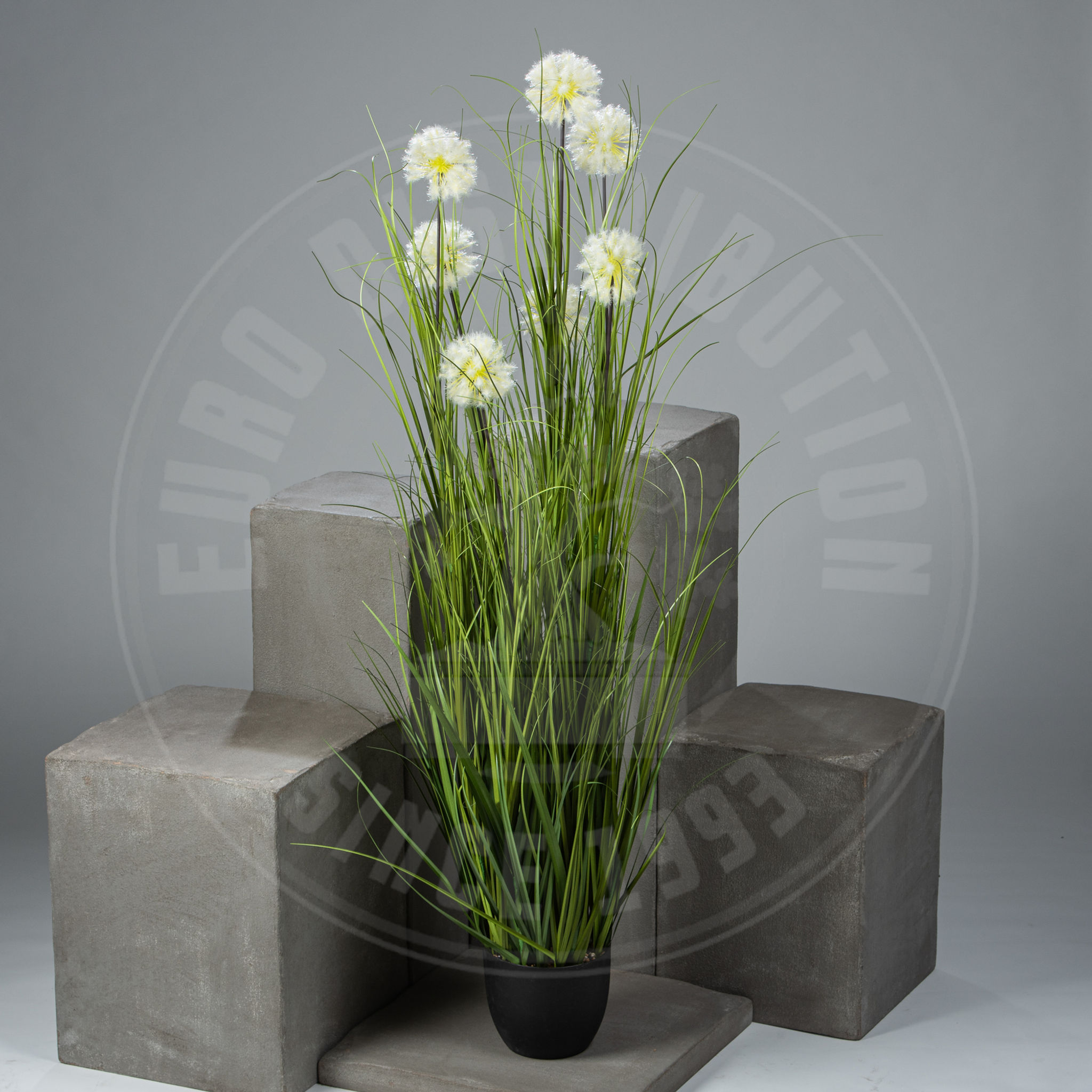 Allium en pot
