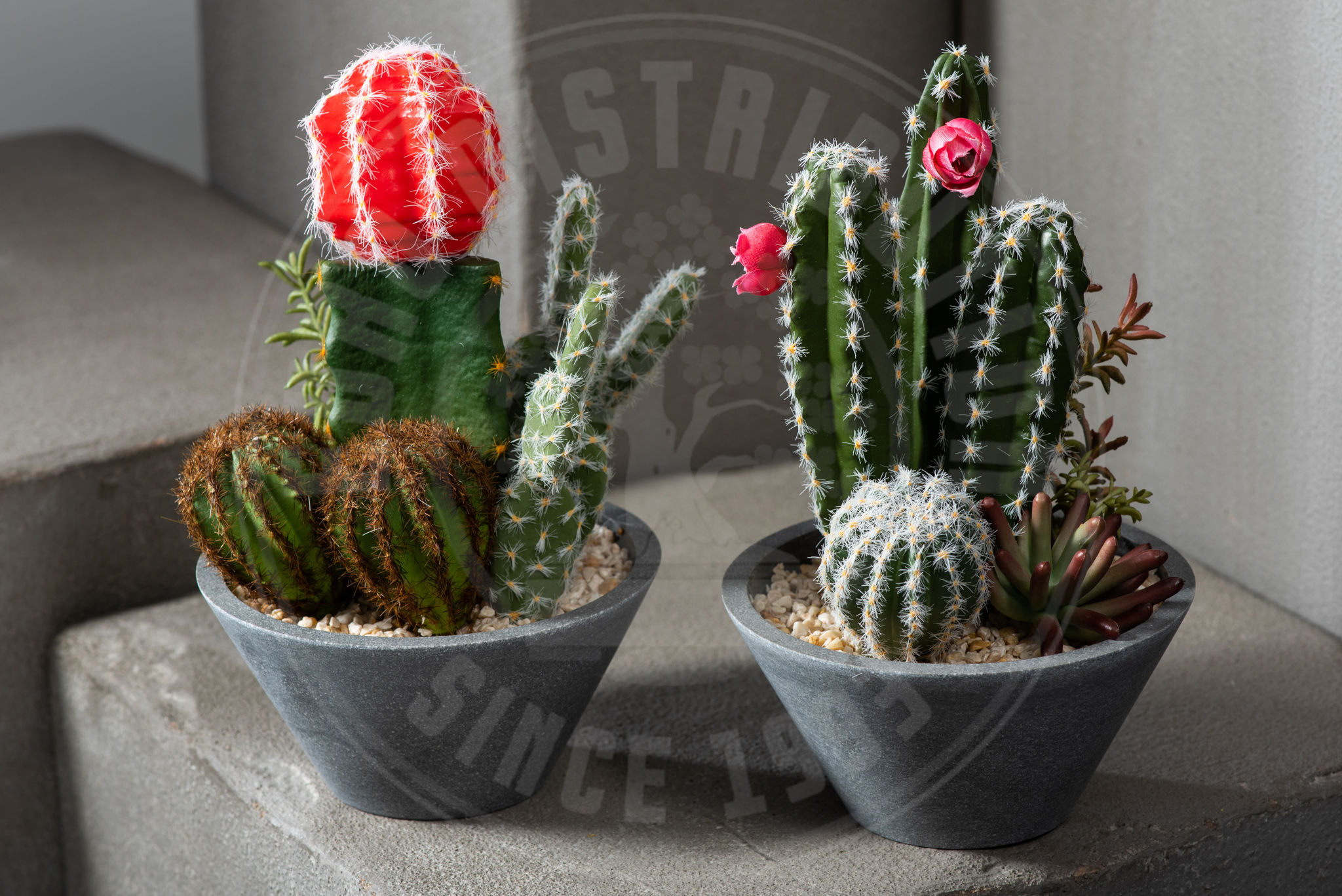 Coupe de cactus déco