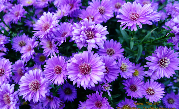 Flowers home page.png