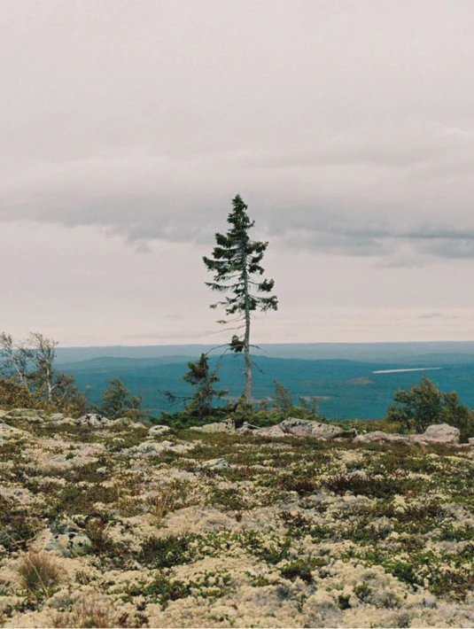 SUSTAINABILITY_FOREST_PLEDGE_2.webp