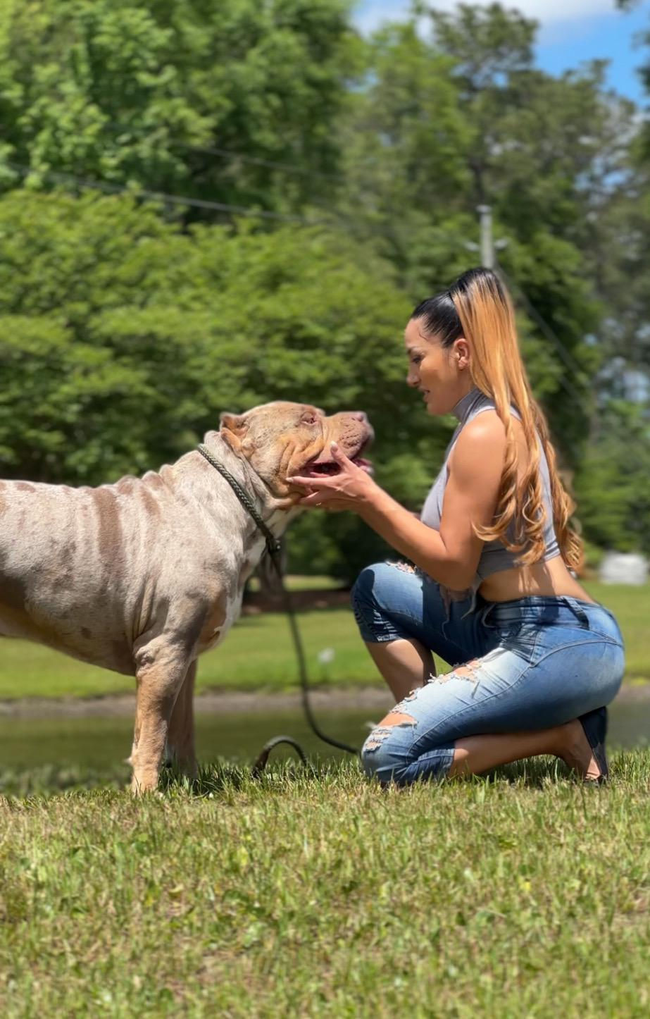 xxl american bully