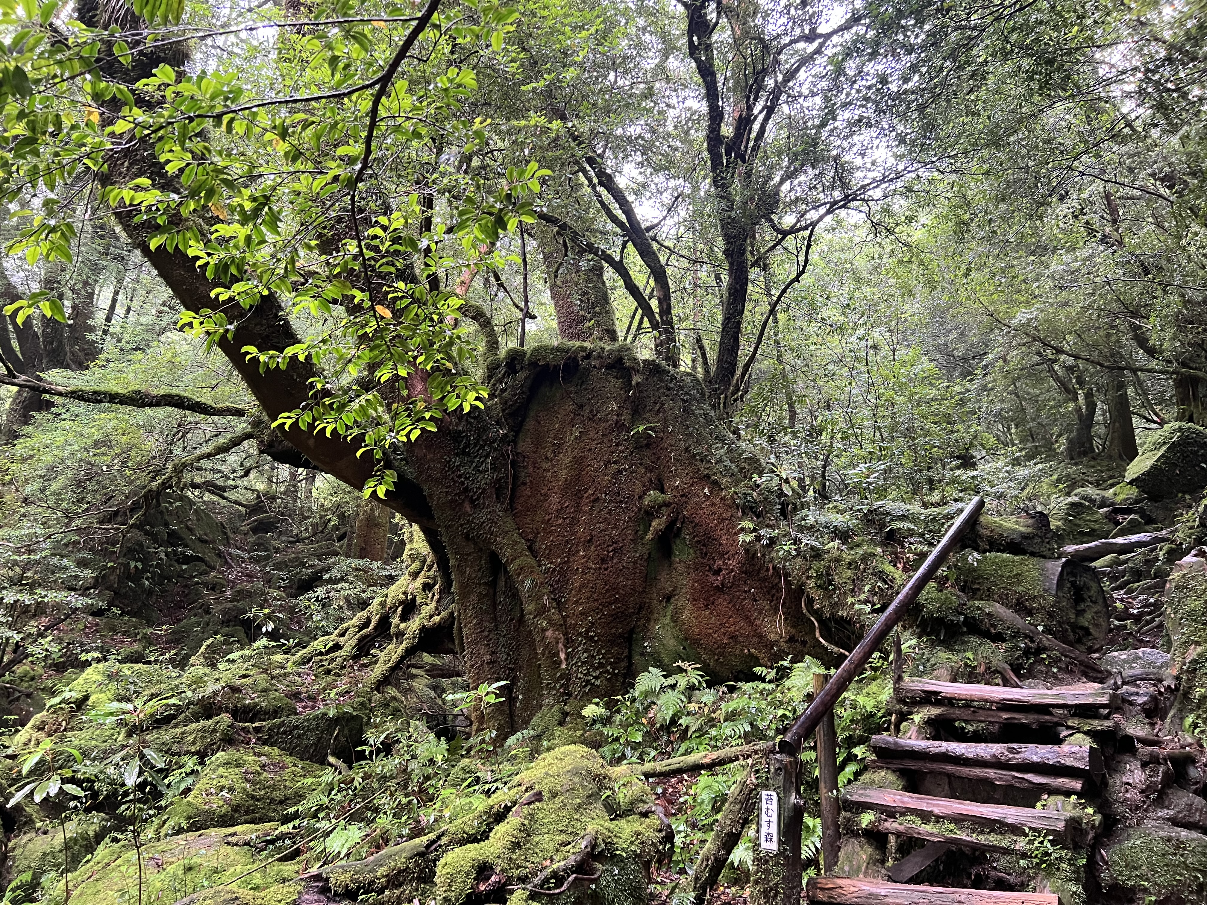 お客様の声 | 屋久島ガイドツアー