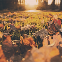Fall Clean Ups