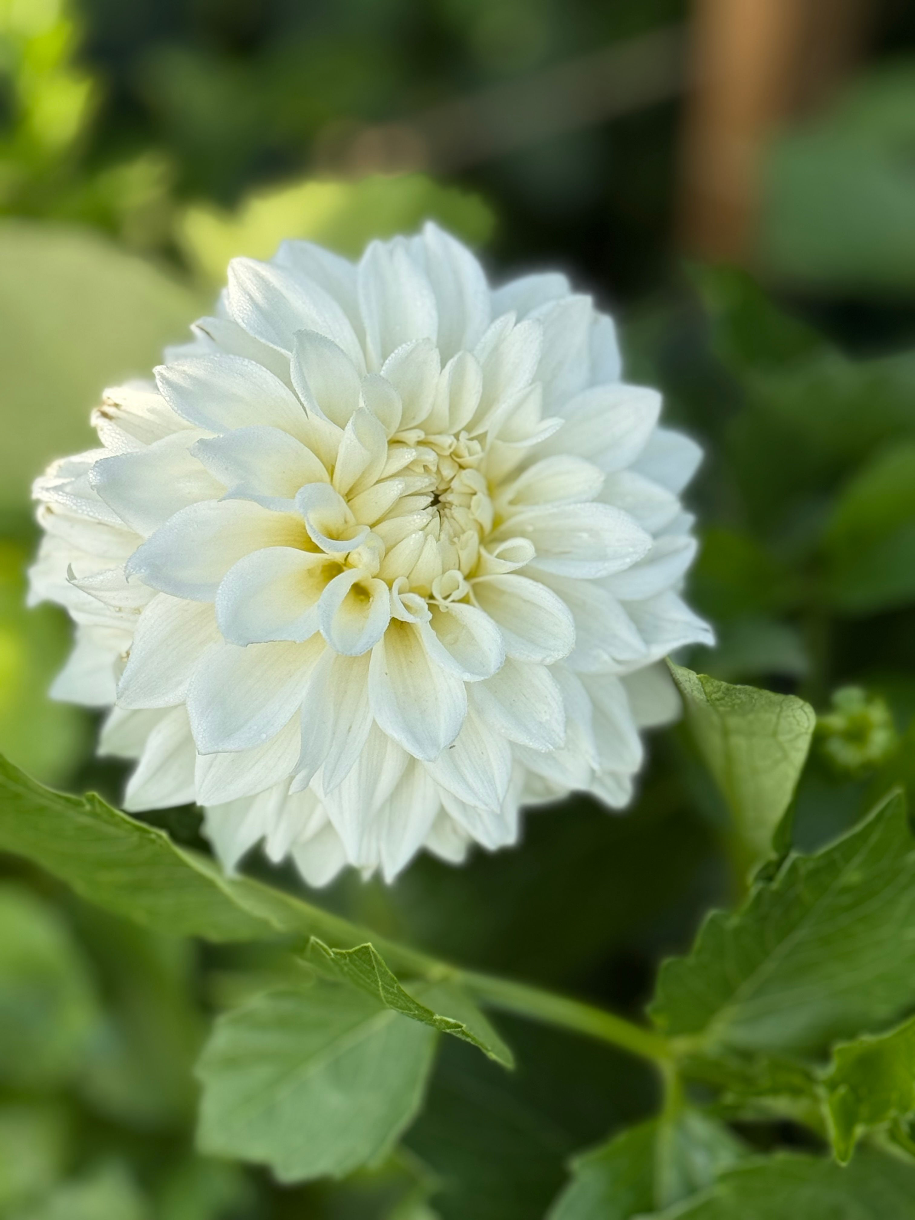 Blizzard dahlia tuber