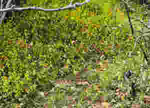rattlesnake