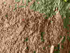 Pericúes or Guaycura rabbit rock art