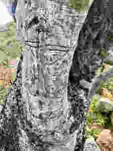 Miners mark tree carving