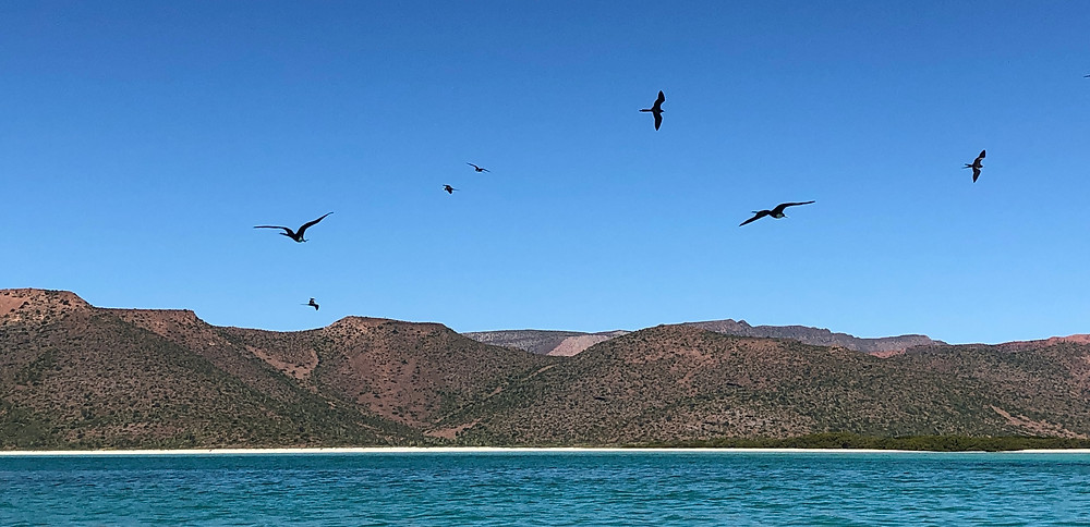 Frigate birds in flight