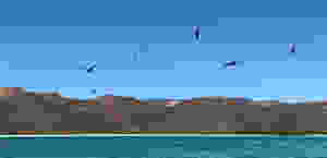Frigate birds in flight