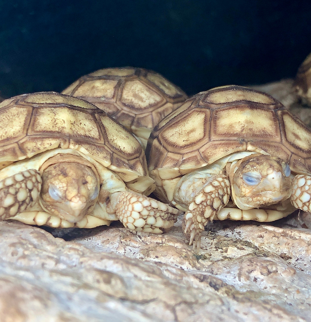 baby tortoises