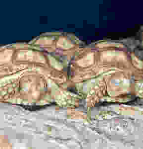 baby tortoises