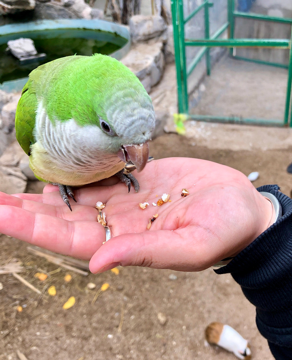 bird