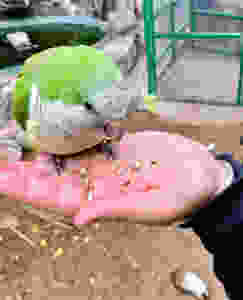 bird