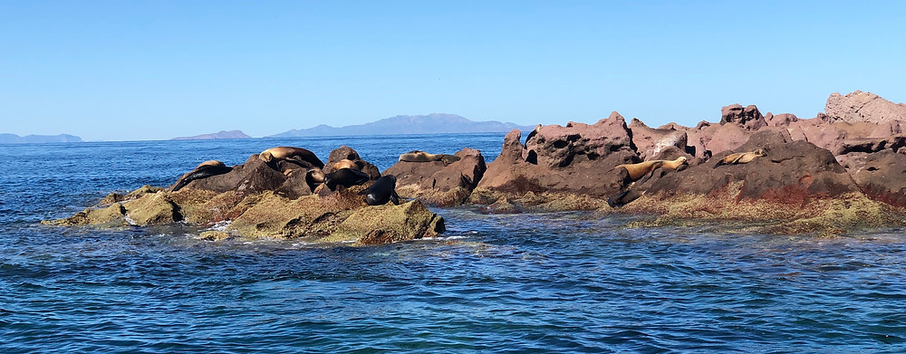 sea lions sunning on a rock