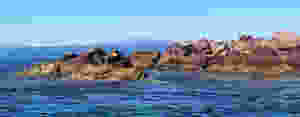 sea lions sunning on a rock