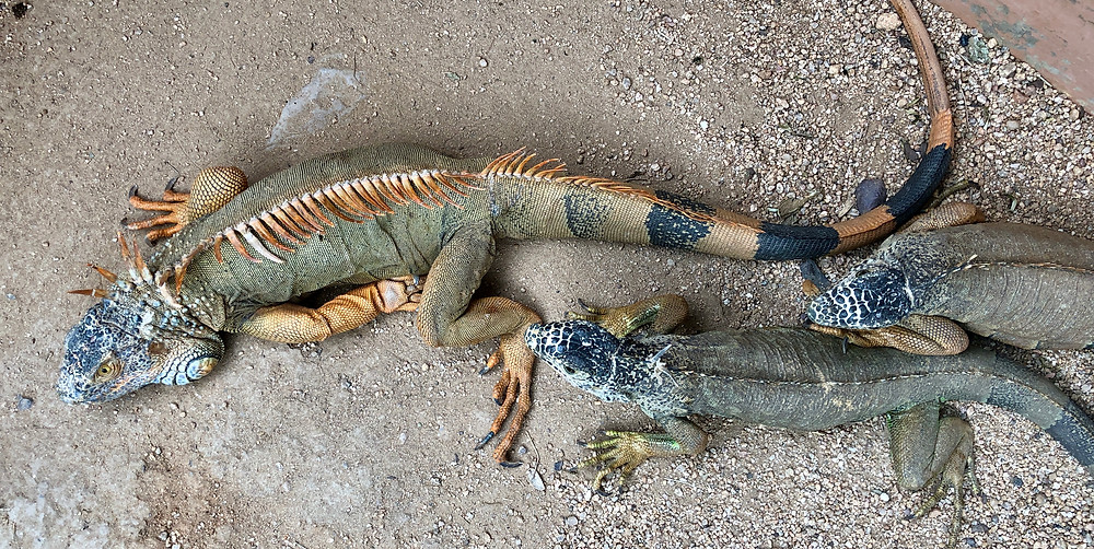 el serpentario la paz iguanas