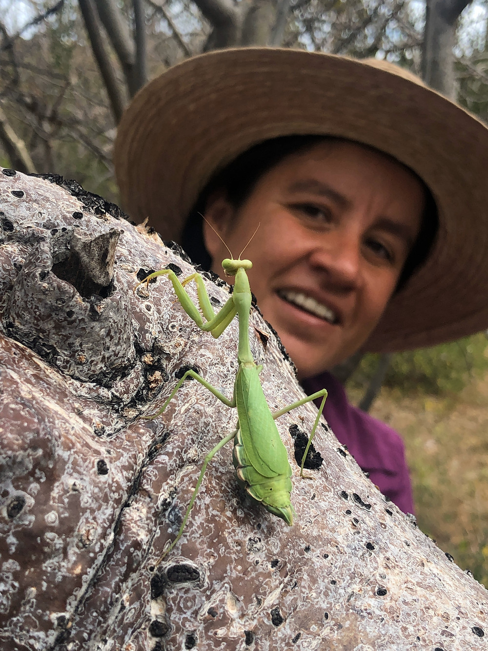 Praying mantis on branch