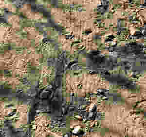 hoof tracks